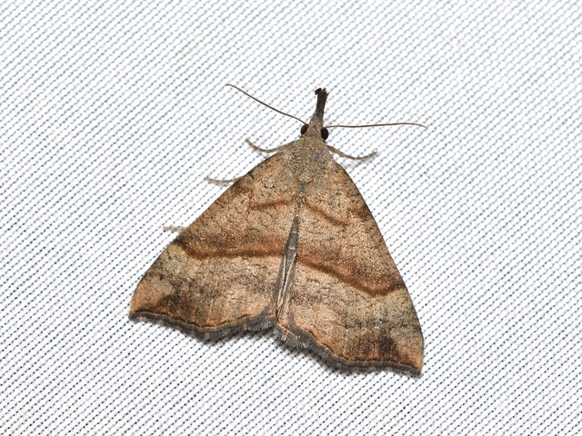Hypena proboscidalis - ormányos karcsúbagoly