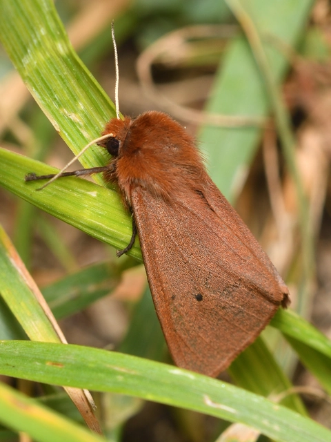 Phragmatobia fuliginosa - füstös medvelepke