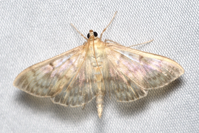 Patania ruralis - csalánevő tűzmoly