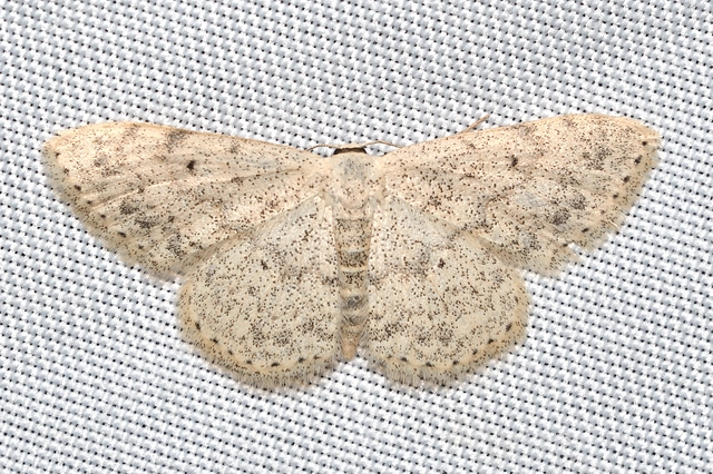 Scopula marginepunctata - pettyes sávosaraszoló
