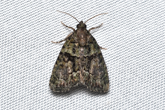 Cryphia algae - sárgászöld zuzmóbagoly