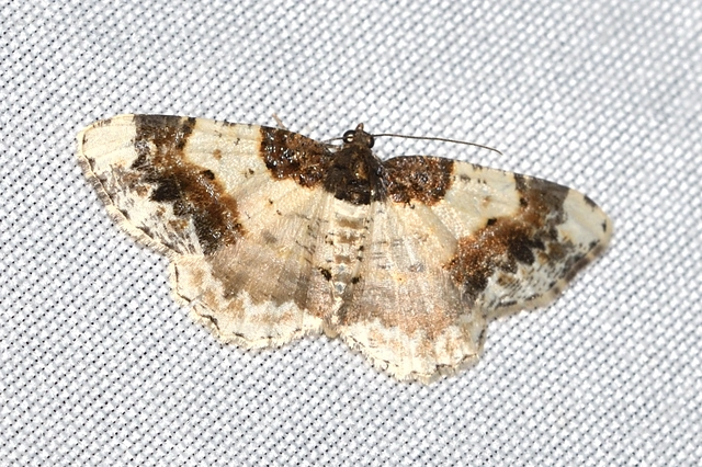 Ligdia adustata - barna levélaraszoló