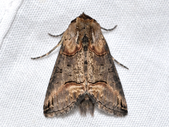 Abrostola triplasia - közönséges csalánbagoly