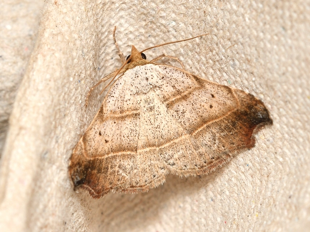 Laspeyria flexula - zuzmóbagoly