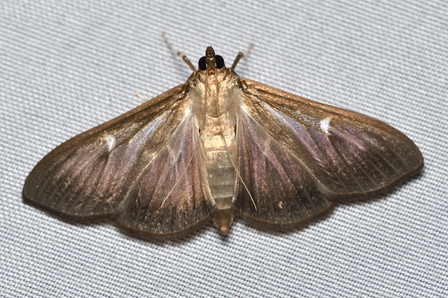 Cydalima perspectalis - puszpáng-tűzmoly