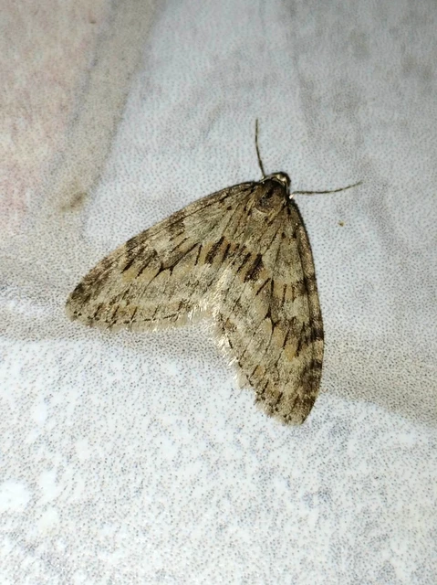 Trichopteryx polycommata - kőrisfa-lebenyesaraszoló