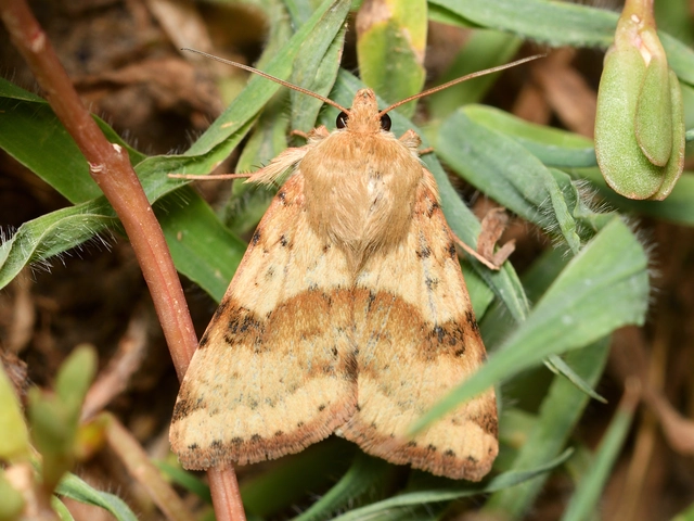 Heliothis viriplaca - mácsonyabagoly