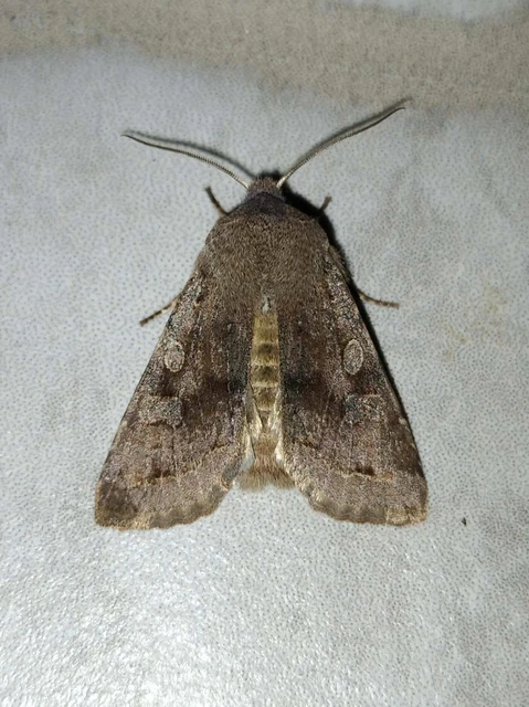 Orthosia incerta - változékony barkabagoly