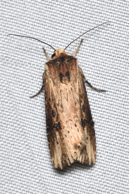 Axylia putris - vonalkás földibagoly