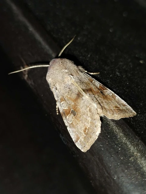 Orthosia incerta - változékony barkabagoly