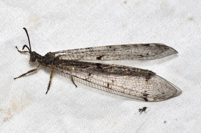 Distoleon tetragrammicus - négyfoltos hangyaleső