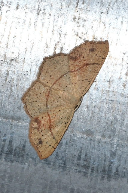 Cyclophora punctaria - sávos pettyesaraszoló