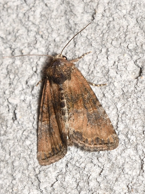 Mesoligia furuncula - kétszínű dudvabagoly