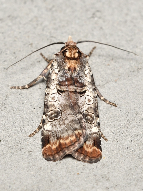 Epilecta linogrisea - karcsú sárgafűbagoly
