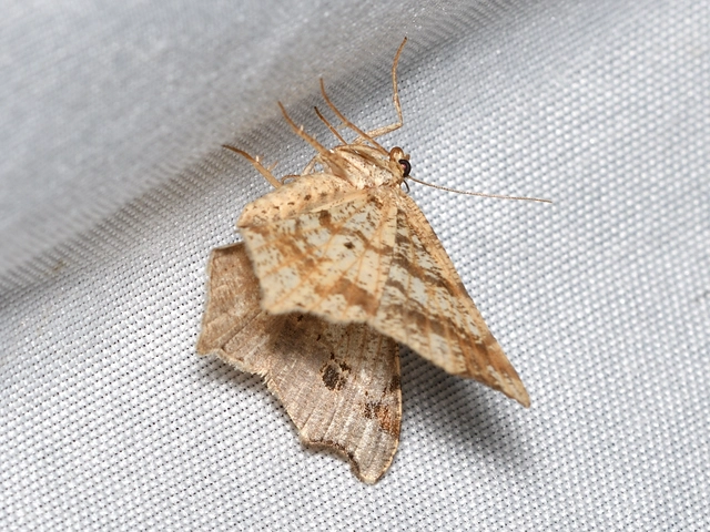 Macaria alternata - közönséges szürkearaszoló