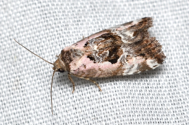 Hapalotis venustula - rózsaszínű mázasbagoly