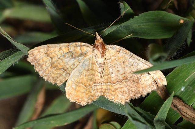 Camptogramma bilineata - kétvonalas sávosaraszoló