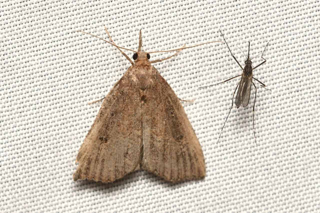 Hypena rostralis - közönséges karcsúbagoly