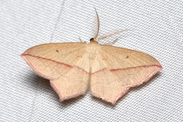 Timandra comae - piroscsíkos csipkésaraszoló