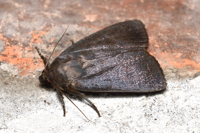 Amphipyra livida - zsírfényű bagoly