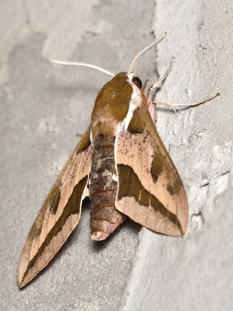 Hyles euphorbiae - kutyatejszender