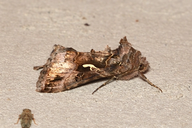 Autographa gamma - gammalepke