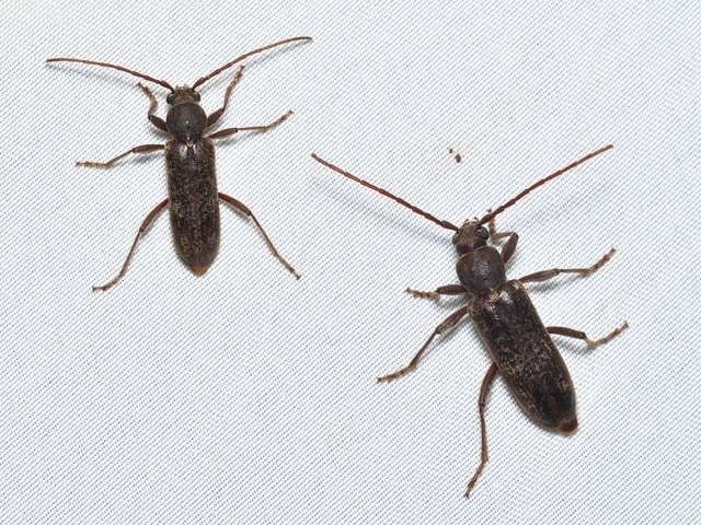 Trichoferus campestris - szállóvendég éjicincér