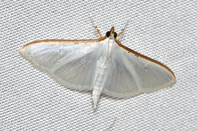 Palpita vitrealis - hófehér tűzmoly