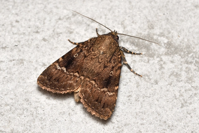 Amphipyra pyramidea - fahéjszínű bagoly
