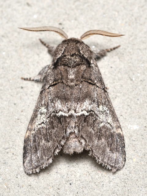 Drymonia querna - tölgyfa-púposszövő