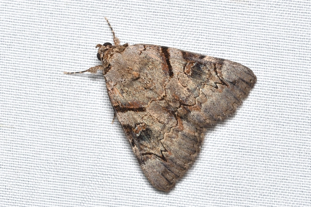 Catocala hymenaea - kökény-övesbagoly