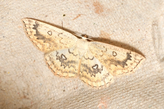 Cyclophora annularia - gyűrűs pettyesaraszoló