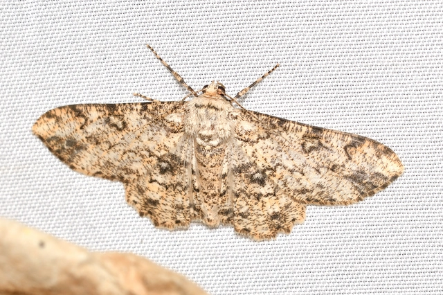 Ascotis selenaria - holdas faaraszoló