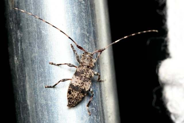 Leiopus nebulosus - öves gesztcincér