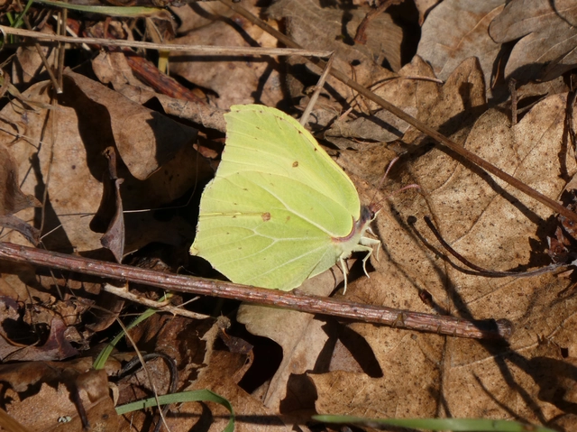 Gonepteryx rhamni - citromlepke