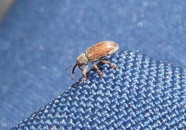Brachonyx pineti - fenyőtűrágó ormányos