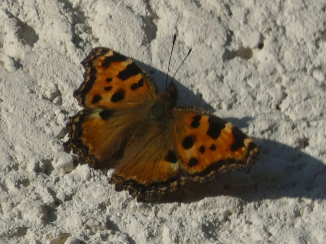 Nymphalis polychloros - nagy rókalepke