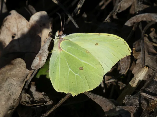 Gonepteryx rhamni - citromlepke