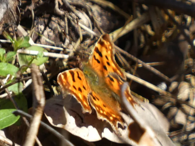 Nymphalis c-album - C-betűs lepke
