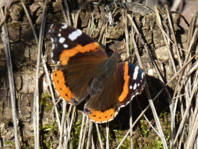 Vanessa atalanta - atalantalepke