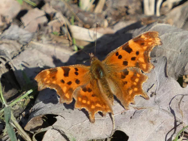 Nymphalis c-album - C-betűs lepke