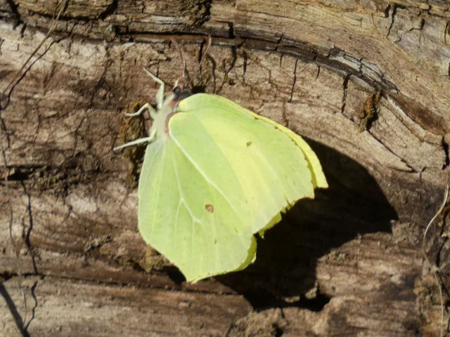 Gonepteryx rhamni - citromlepke