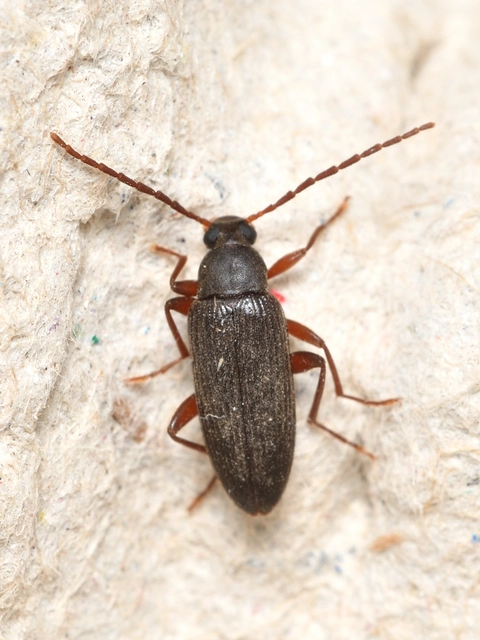 Allecula morio - karcsú alkonybogár Allecula morio - karcsú alkonybogár