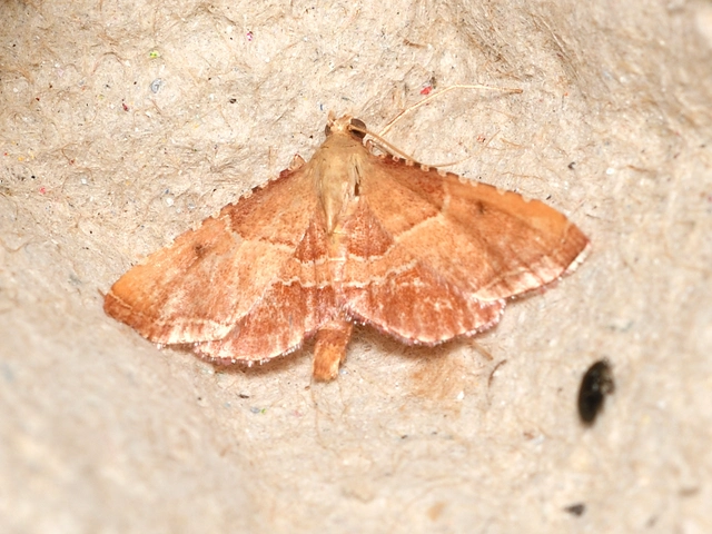 Endotricha flammealis - tüzesszárnyú fényilonca