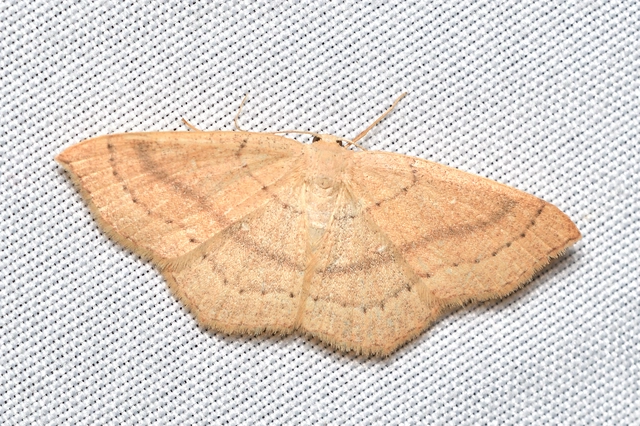 Cyclophora linearia - vonalas pettyesaraszoló