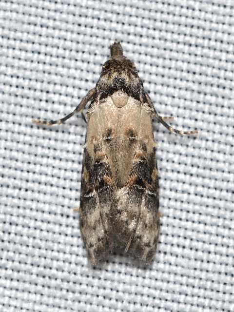Carposina scirrhosella - közönséges csipkebogyómoly