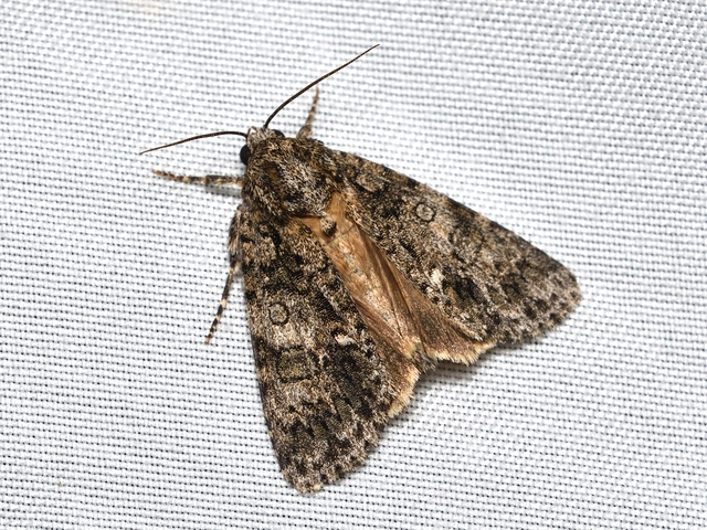Acronicta rumicis - sóska-szigonyosbagoly Acronicta rumicis - sóska-szigonyosbagoly