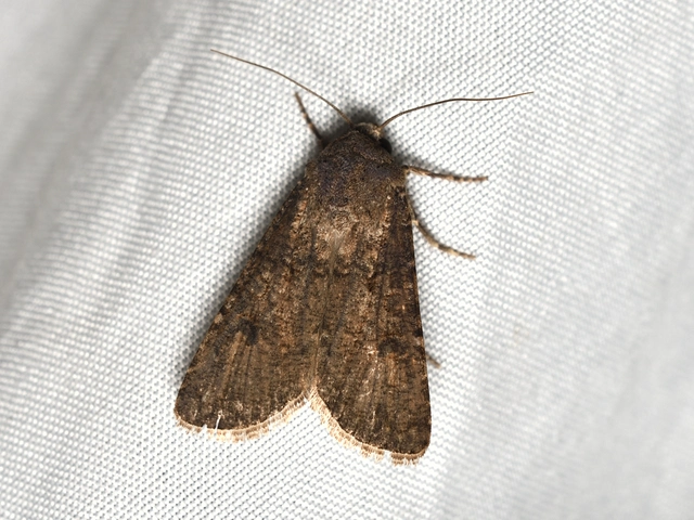 Agrotis segetum - vetési földibagoly