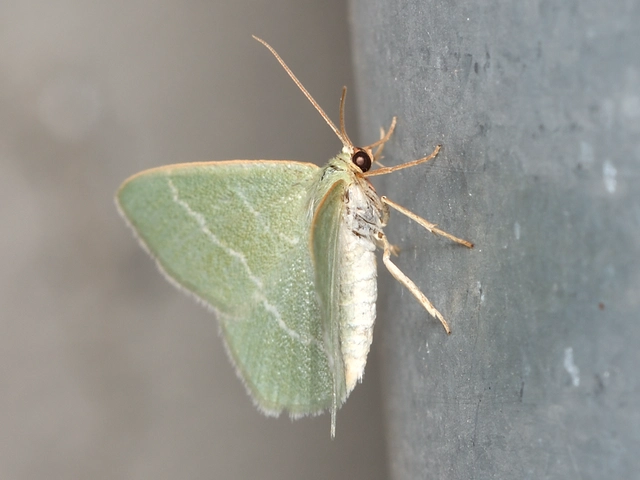 Chlorissa viridata - üdezöld araszoló