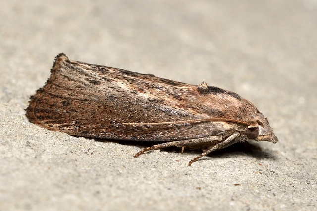 Galleria mellonella - nagy viaszmoly